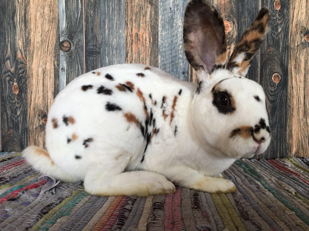 Минилоп рекс