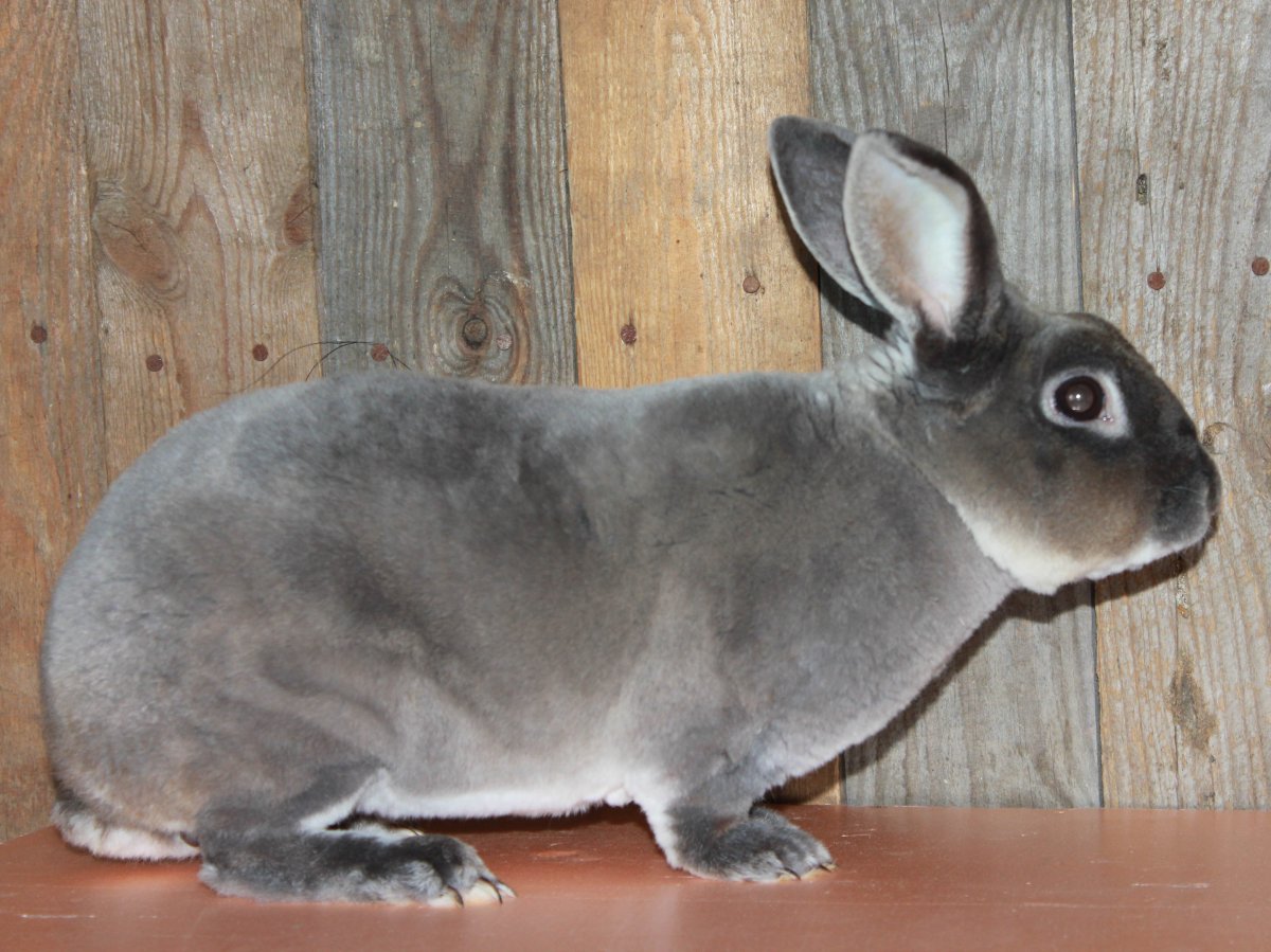 Карликовый кролик Мардер