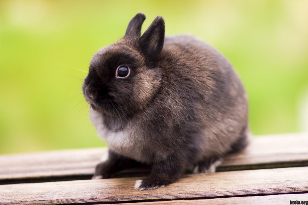 Крольчонок карликовый рекс