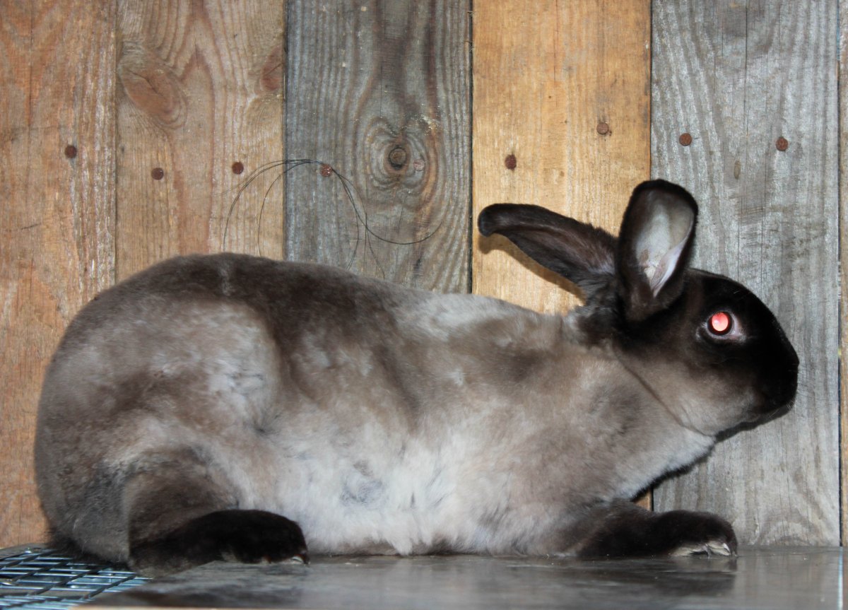 Голубой белоостевой Мардер