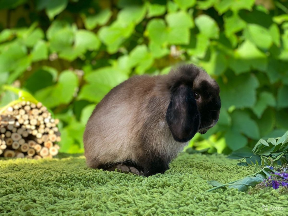 Черно Огненный рекс кролик