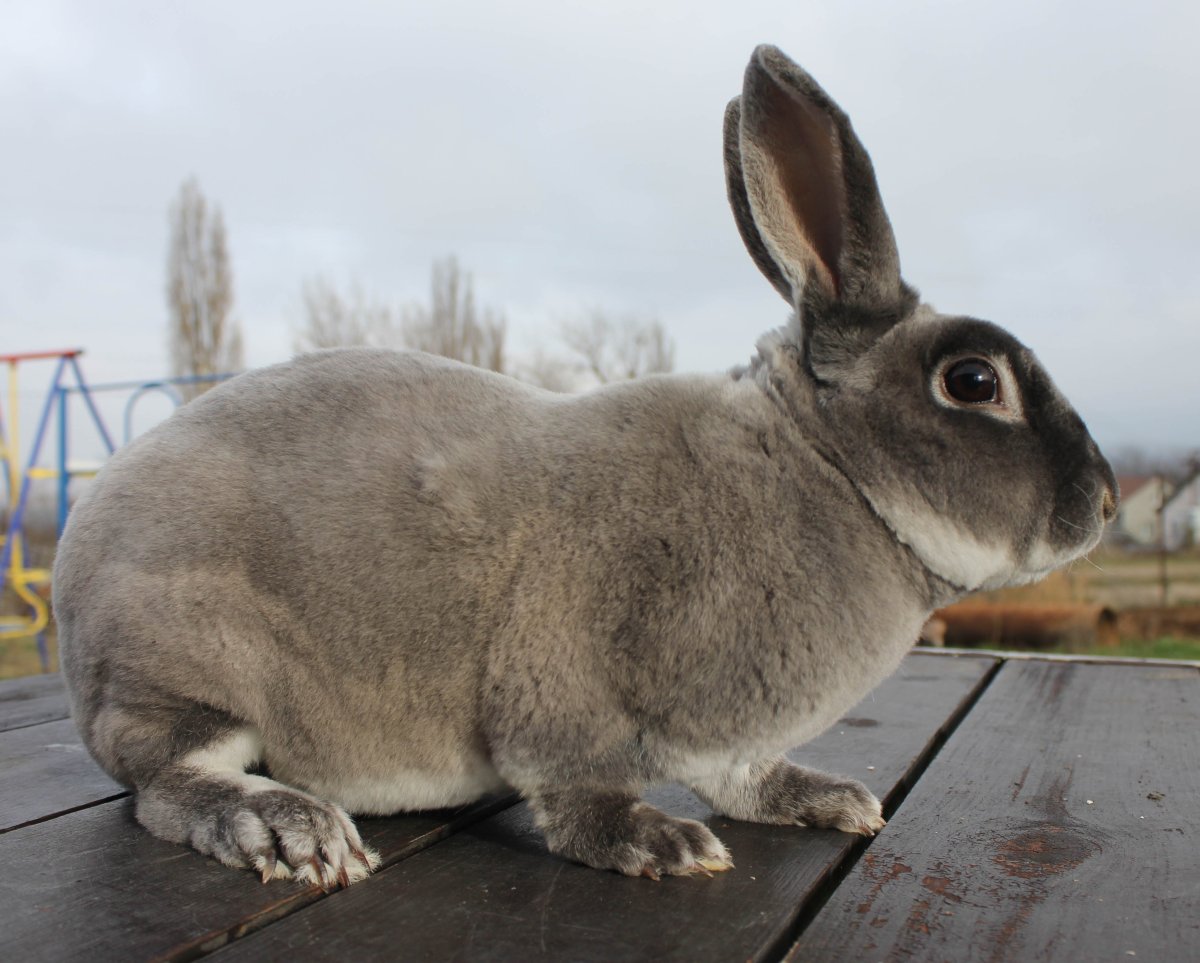 Кролик голубой Мардер вислоухий