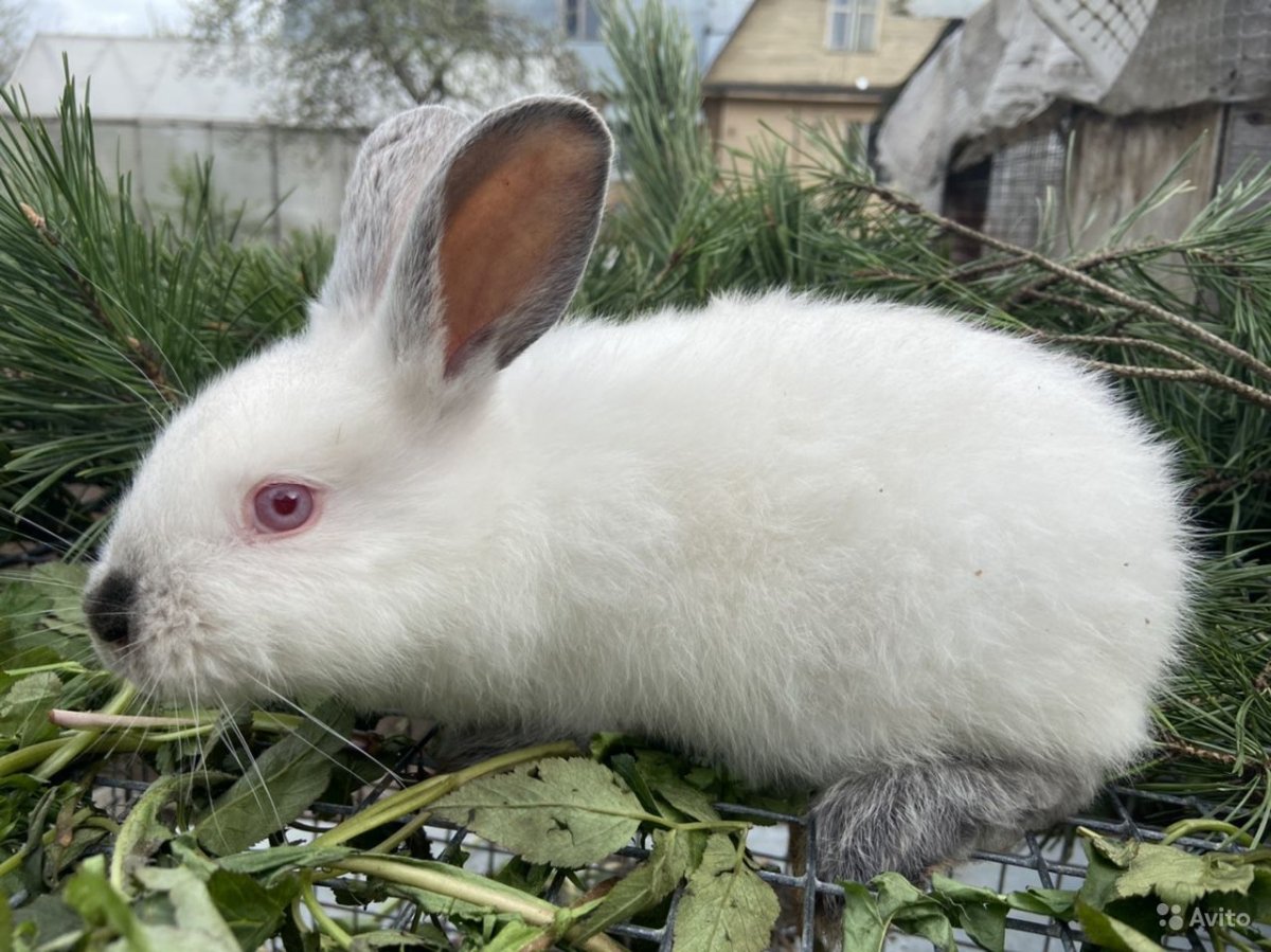 Кролик породы рекс серые
