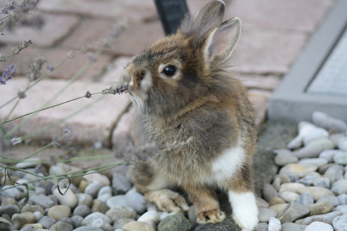 Кролик рекс Мардер
