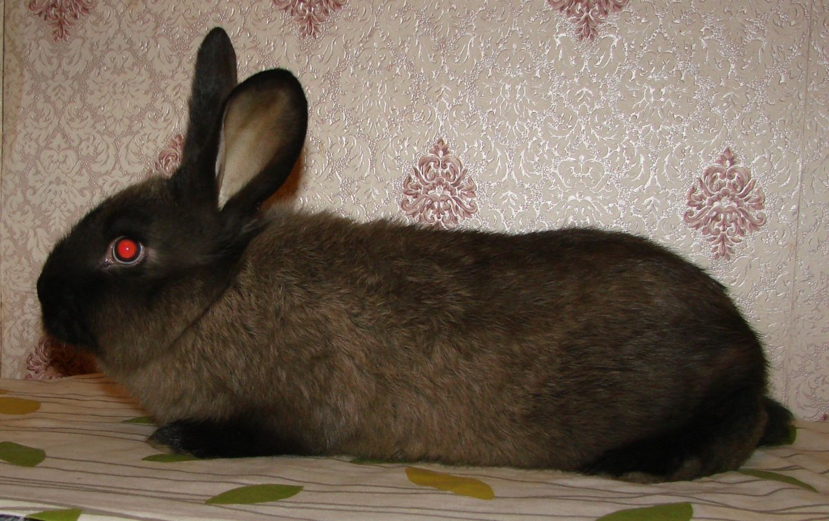 Карликовый кролик Минилоп