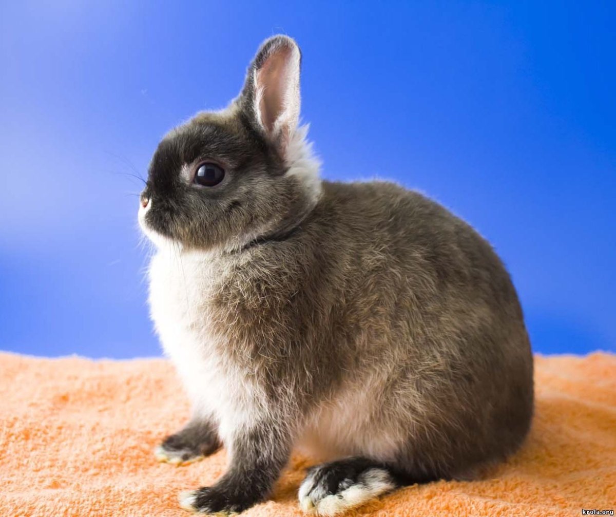Кролик баран вислоухий великан