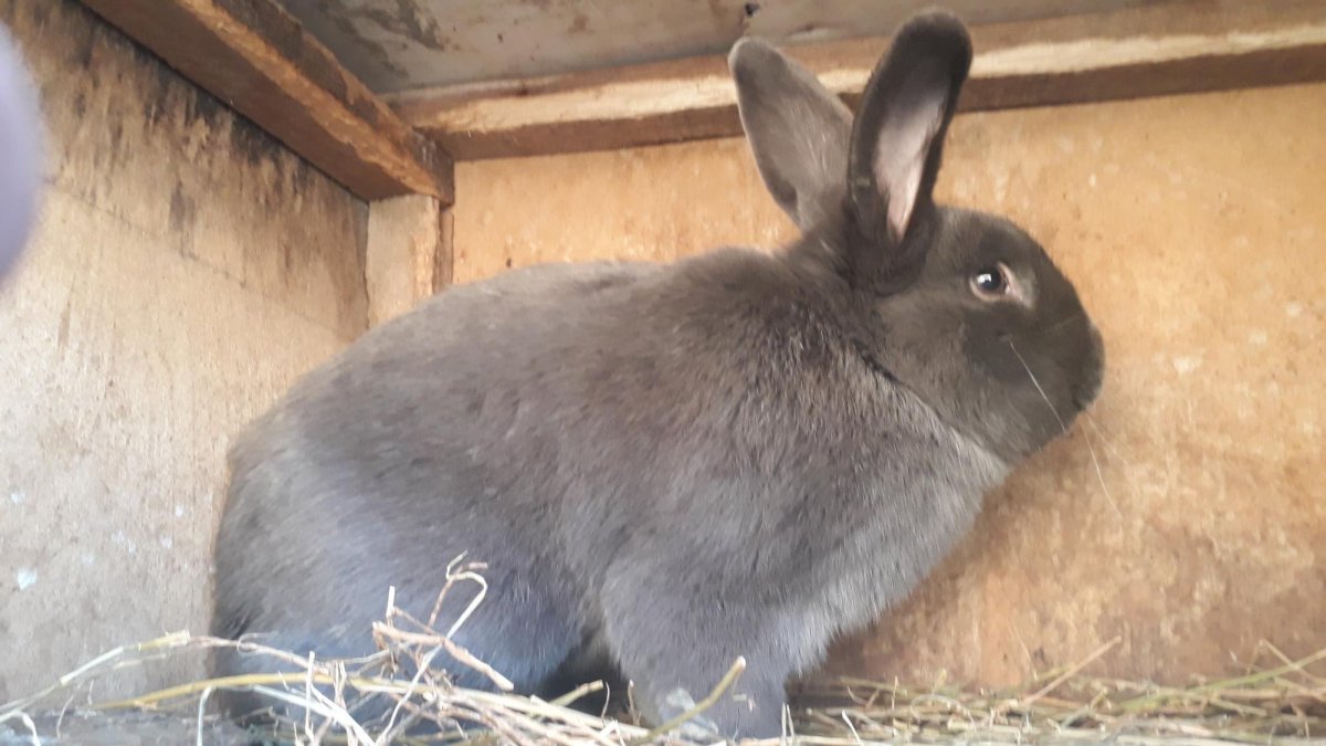 Тюрингский кролик