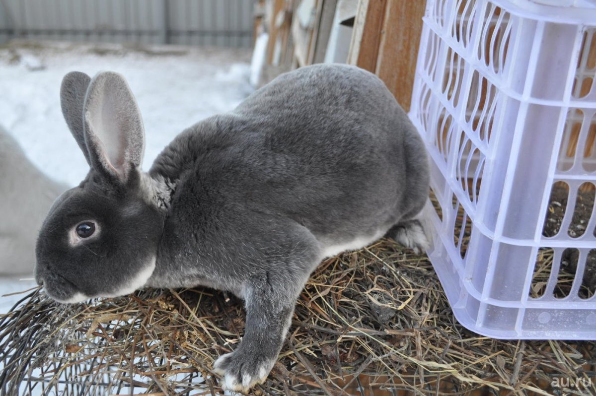 Карликовый кролик Мардер