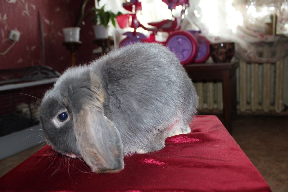 Карликовый вислоухий кролик