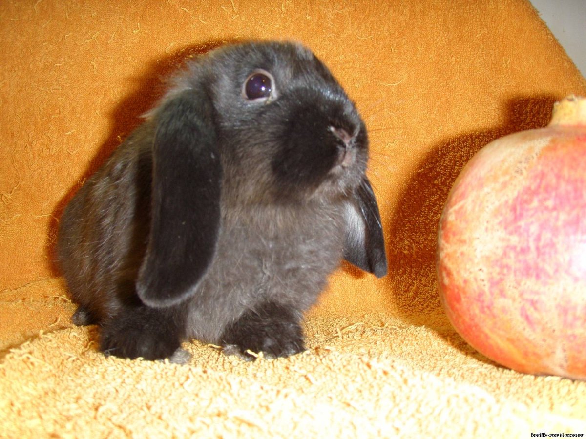 Кролик вислоухий Мардер