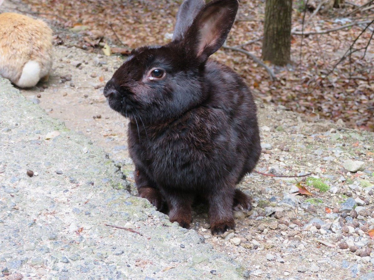 Кролики породы Строкач