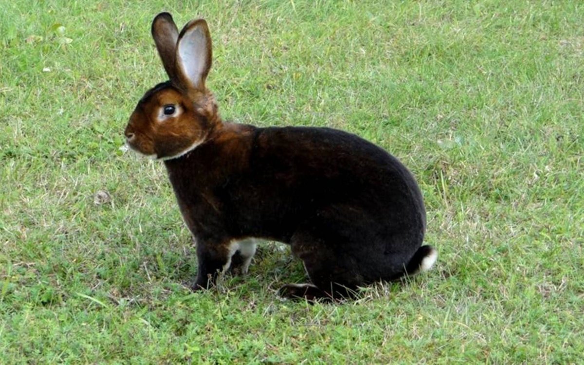 Кролик калифорнийский рекс