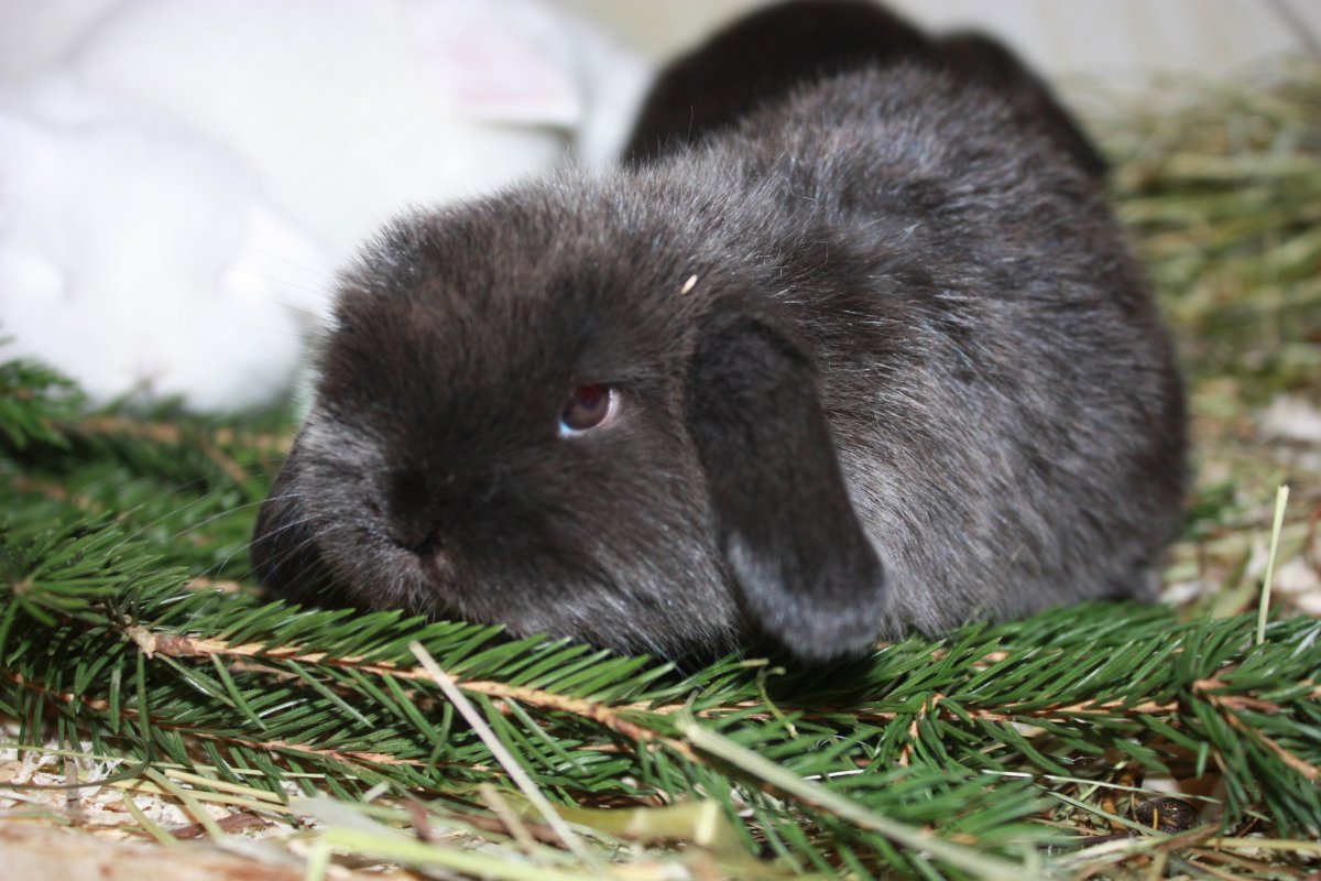 Кролик рекс пятнистый
