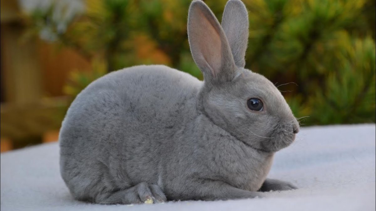 Карликовый кролик минор