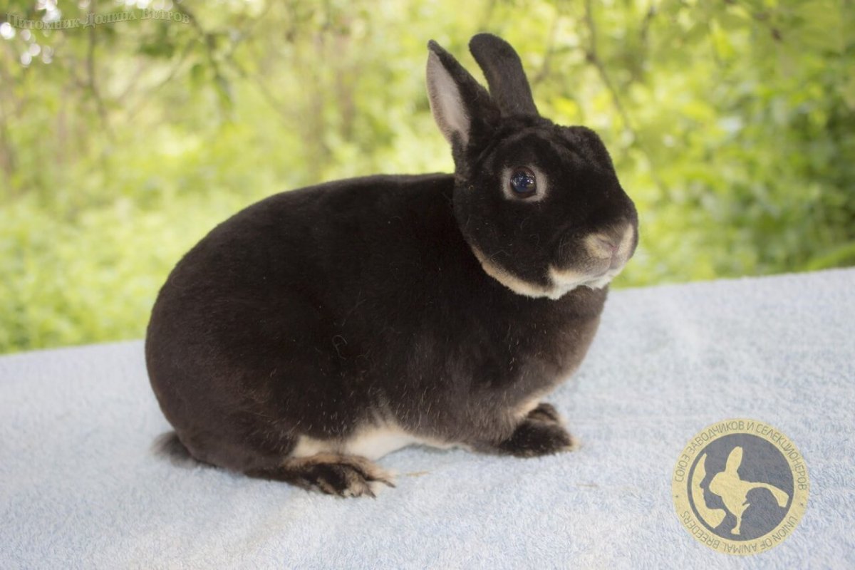 Кролики порода Фокс