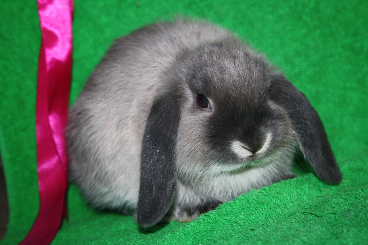 Кролик породы рекс пятнистый