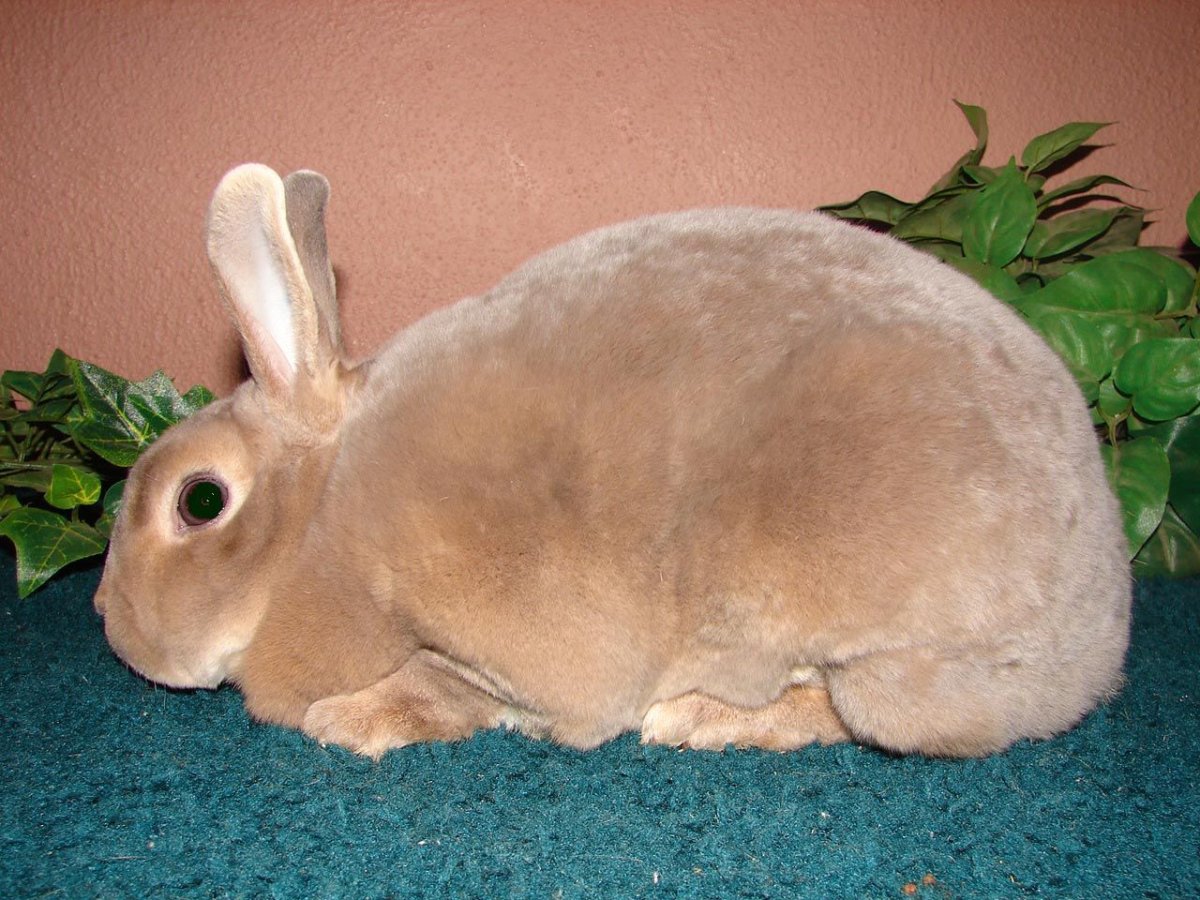 Сатиновый рекс кролик
