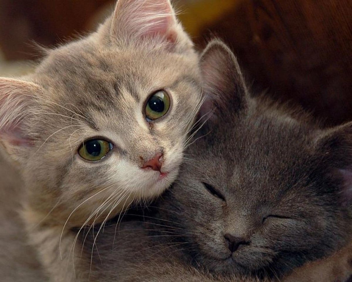 Котенок обнимает