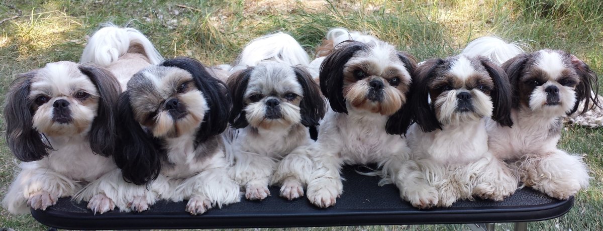 Shih Tzu Puppies for sale near me