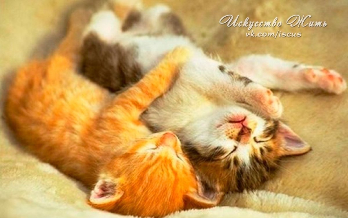 Спокойной ночи кошки в обнимку