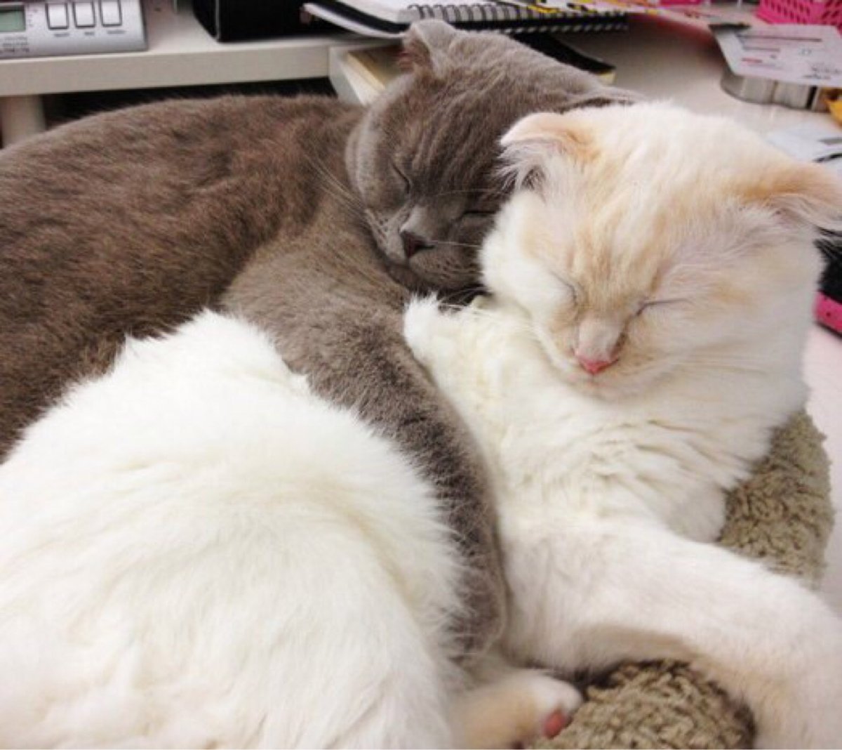 Котик обнимает