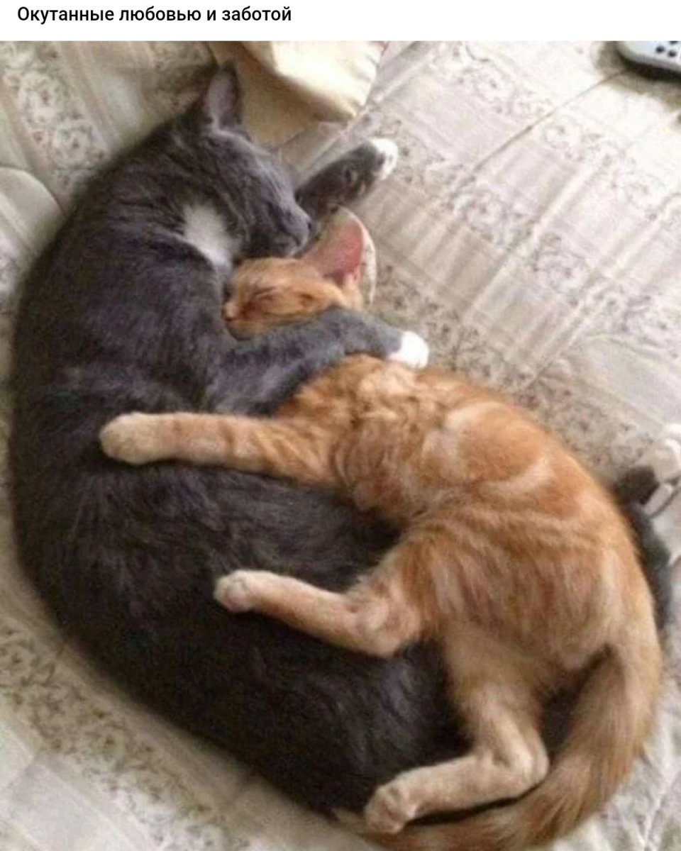 Спокойной ночи с кошками