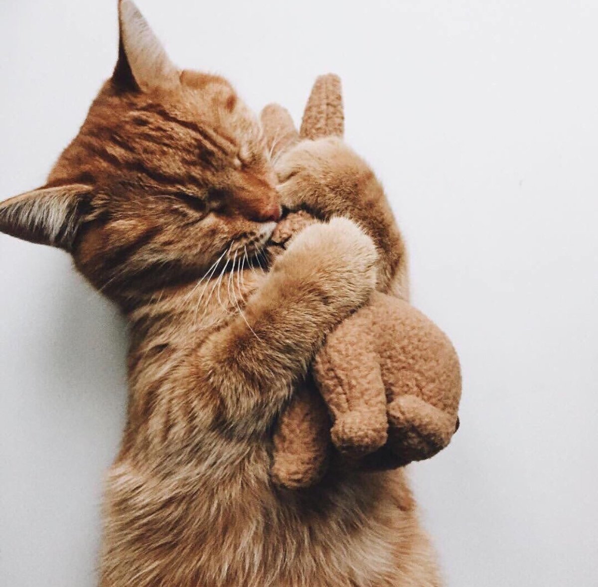 Объятия котиков