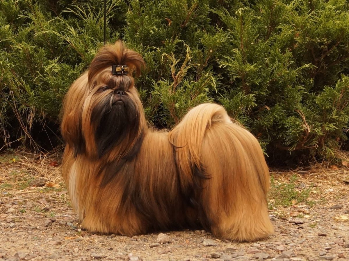 Ши тцу собака черная