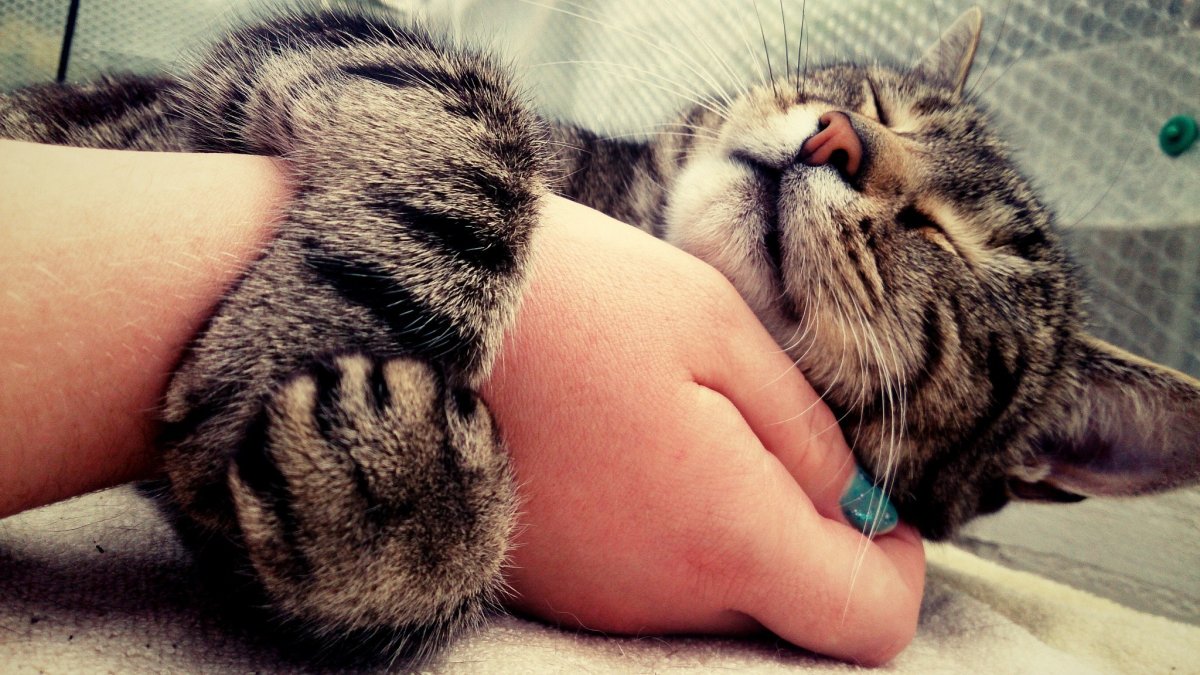 Счастливый кот на руках