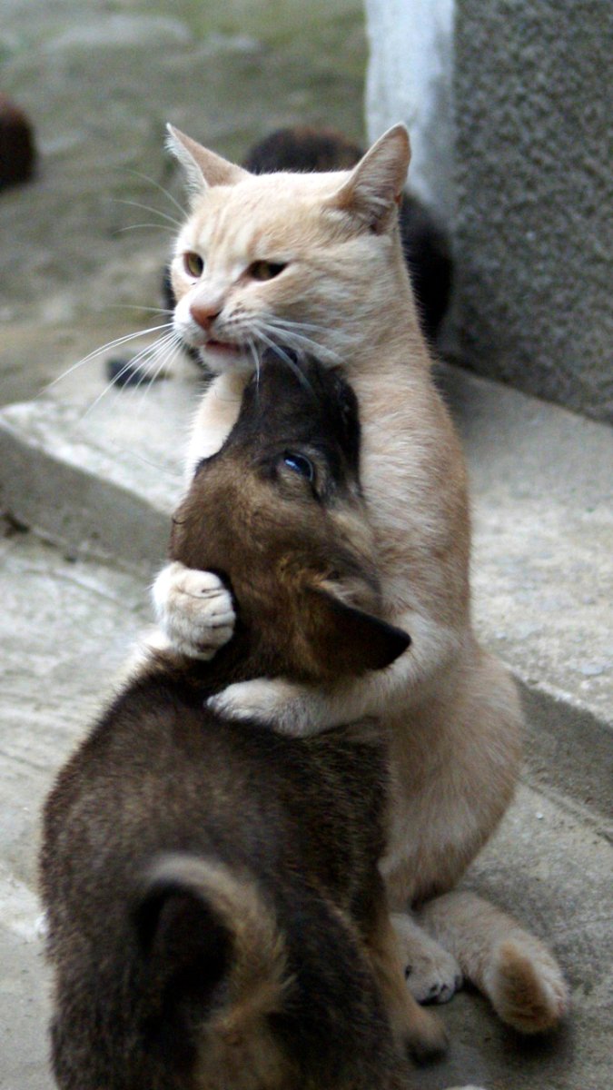 Кот обнимает собаку