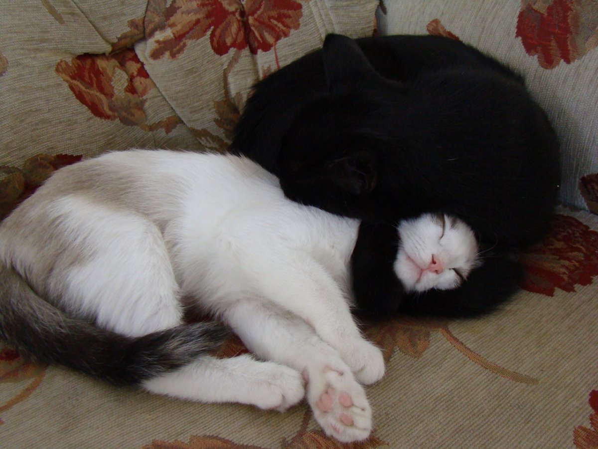 Черный и белый котик обнимаются
