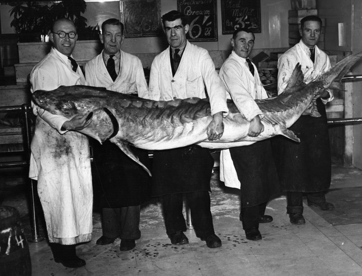 Белуга в Волге 1924 самая большая