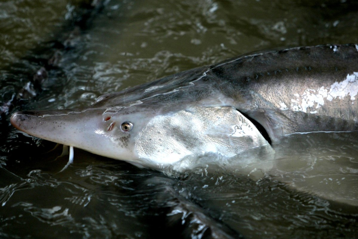 Белуга рыба Черноморская