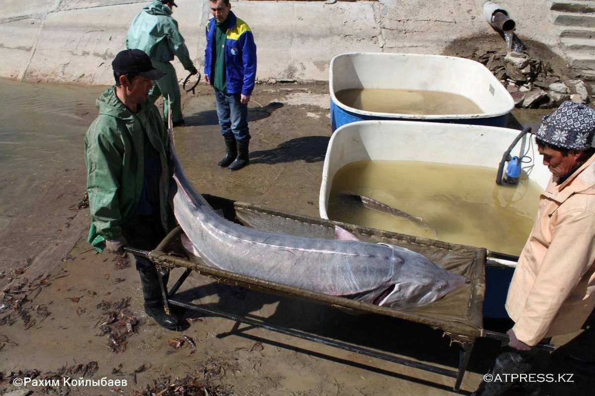 Белуга 200 кг