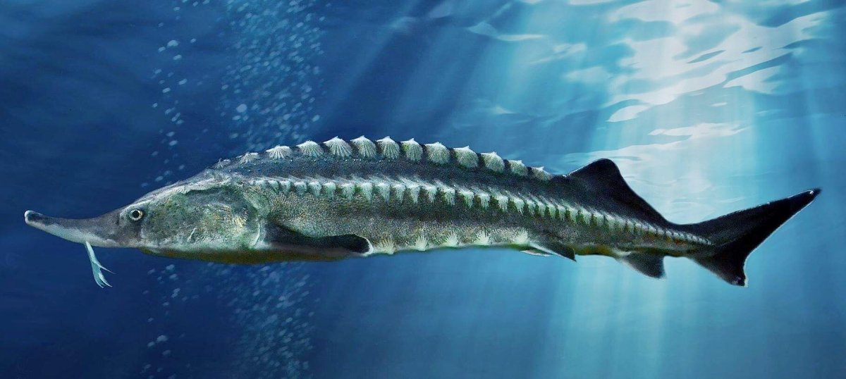 Осетр Белуга