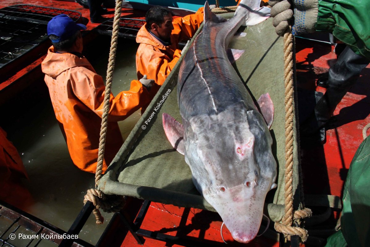 Самая большая Белуга выловленная в Каспийском море