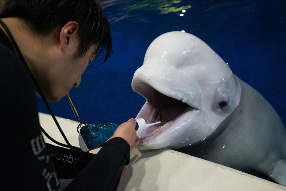 Дельфин Белуга череп