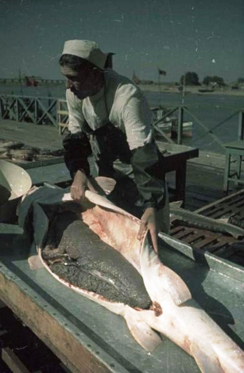 Белуга рыба Каспийского моря