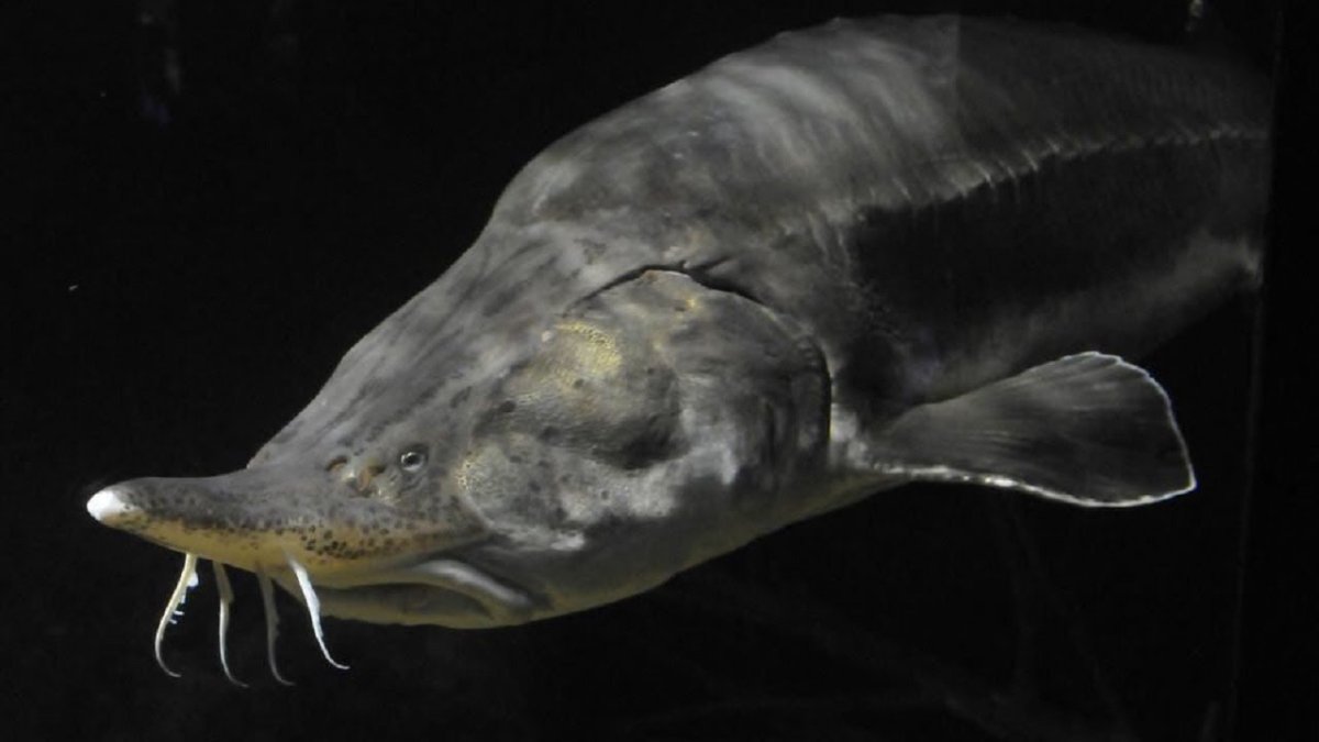 Королевская Белуга