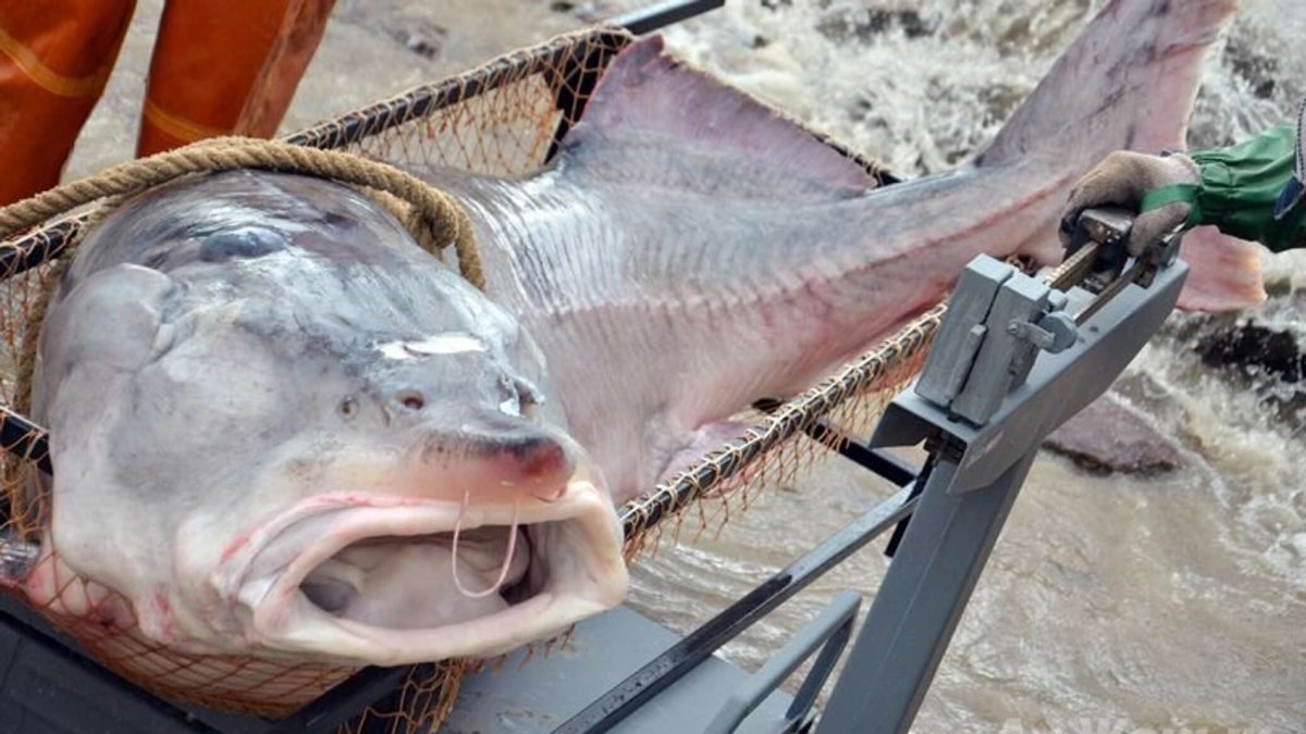 Белуга большая рыба