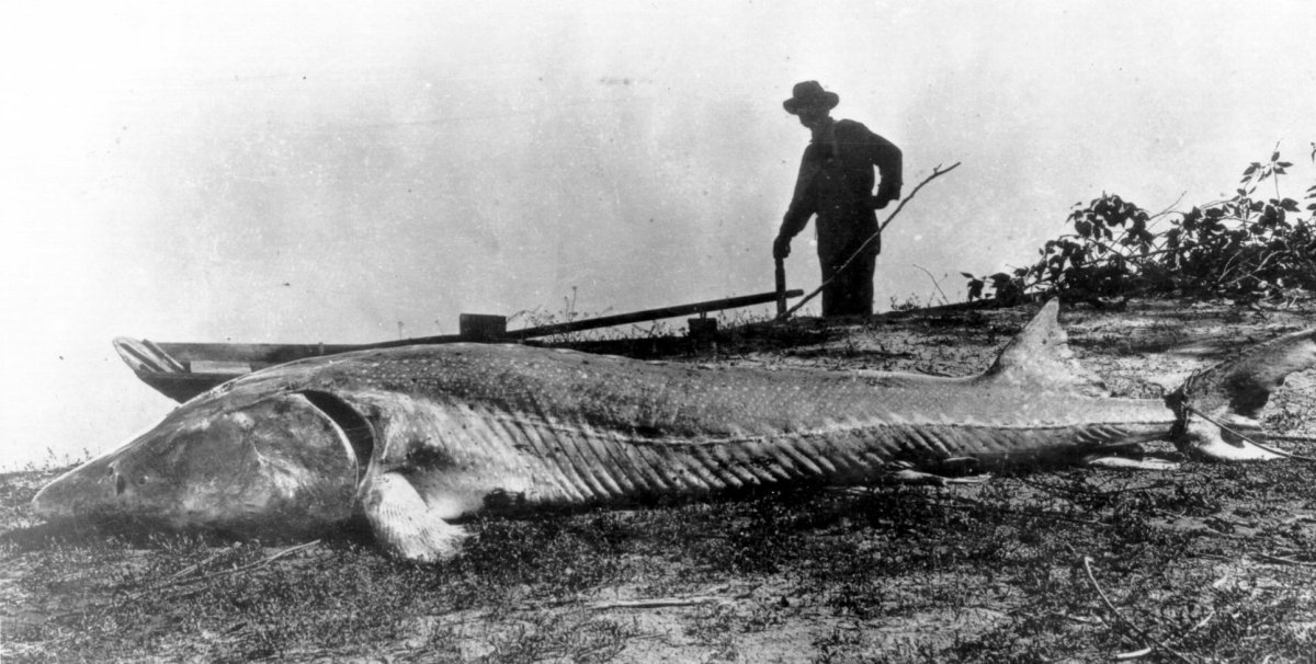 Гигантский осетр