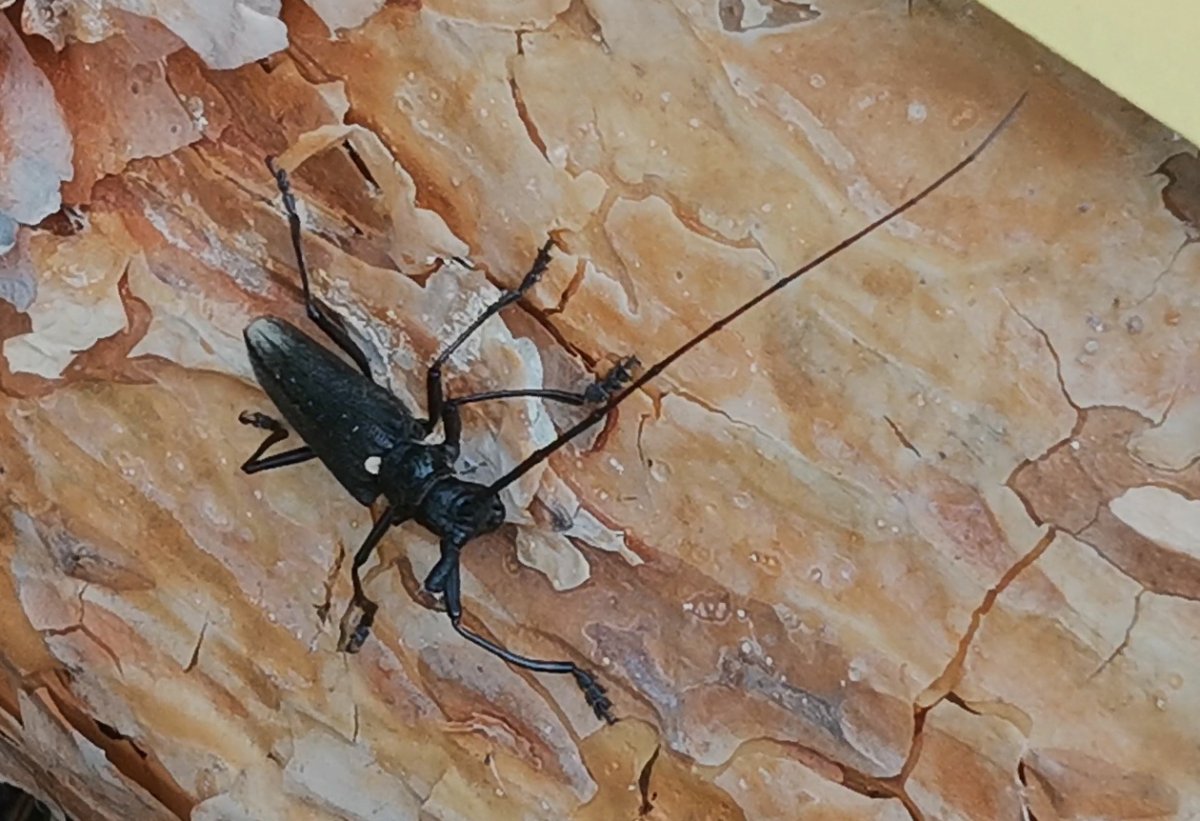 Жук дровосек