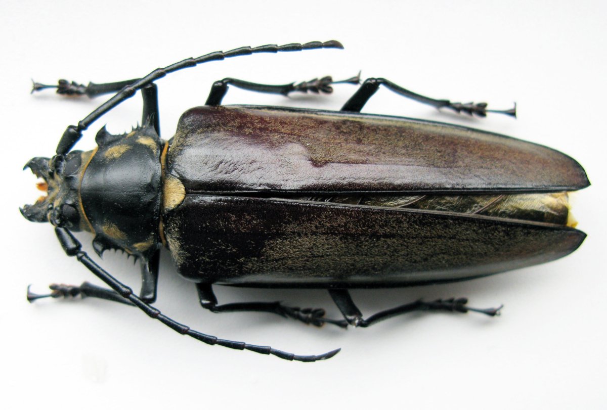 Жук Уссурийский реликтовый усач