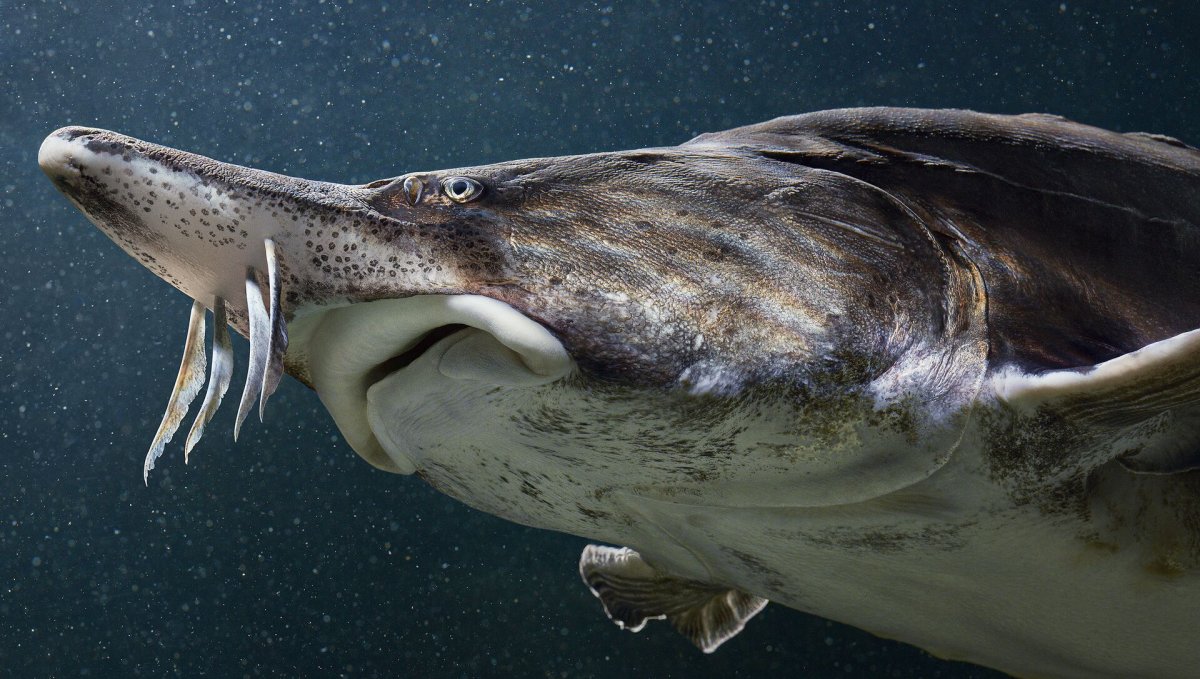 Белуга рыба