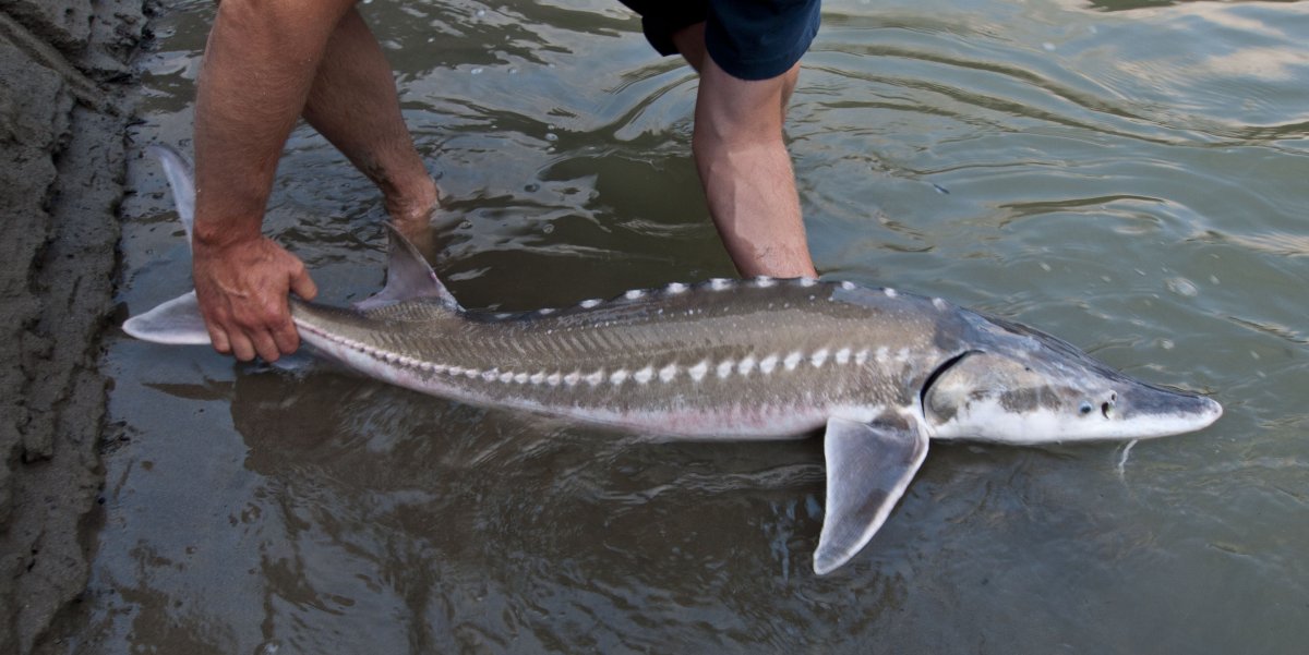 Калуга Амурская Белуга