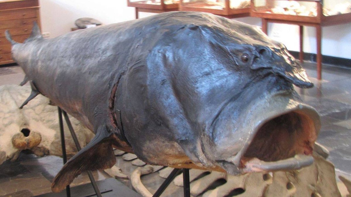 Белуга 200 кг