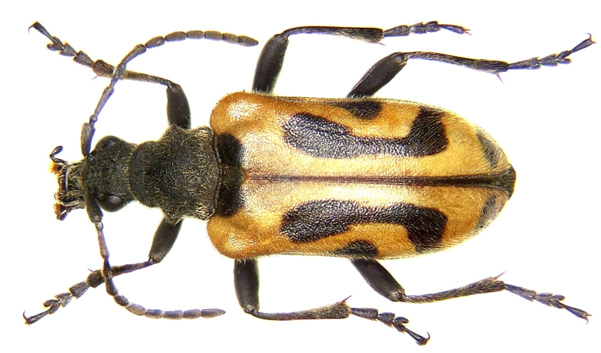 Усач цветочный Brachyta interrogationis