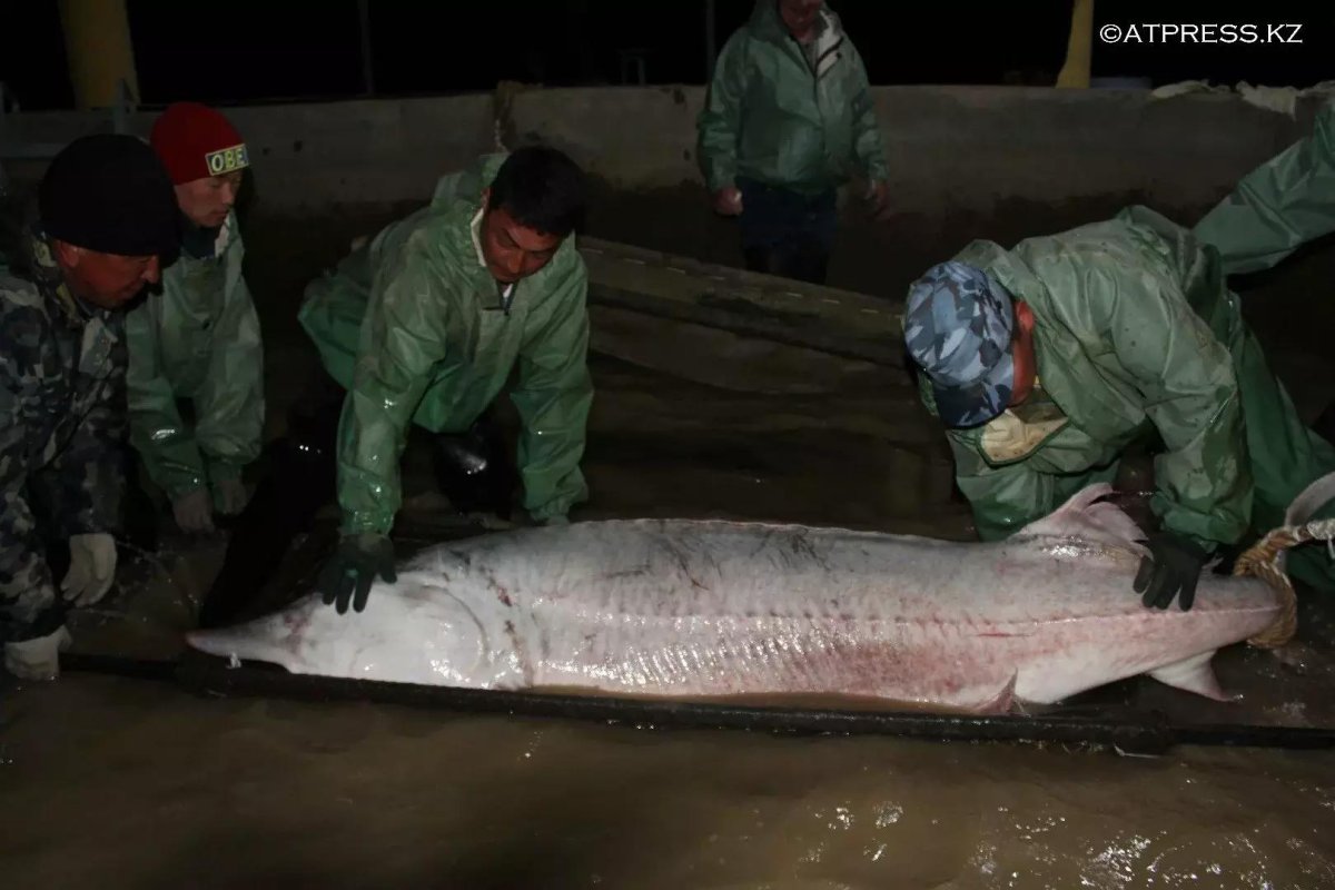 Белуга 200 кг