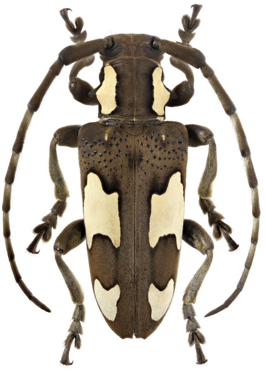 Жук-усач (Cerambycidae)