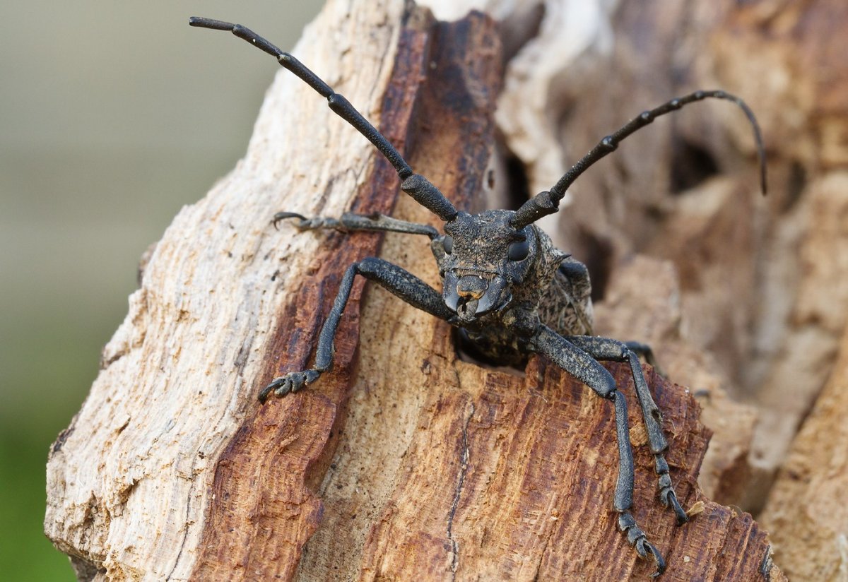 Жук усач отряд